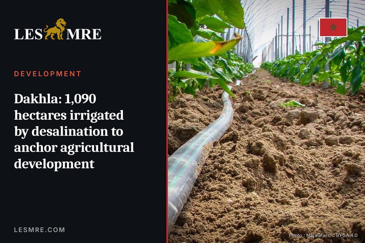 Dakhla : 1 090 hectares irrigués par dessalement pour ancrer le développement agricole